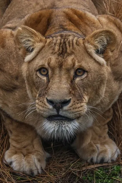 Free Lion Nature photo and picture