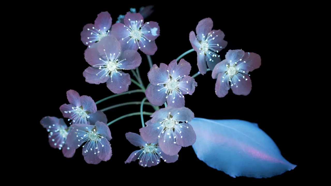 Glowing, macOS Mojave, Blossom, Plant, Black background, 5K