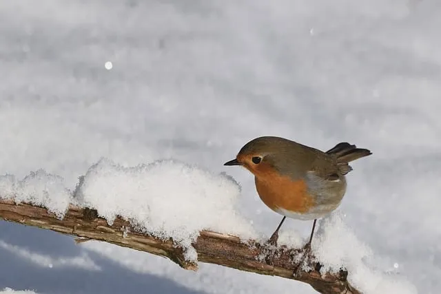 Free Robin Snow photo and picture