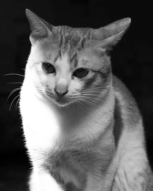 Free Animal Cat photo and picture