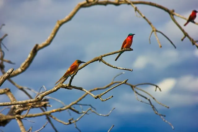 Free Bee Eater Bird photo and picture
