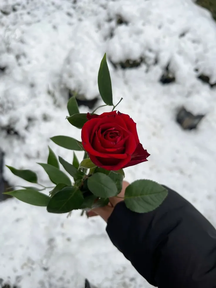 Rote Rose im Schnee 🌹🥀❄️