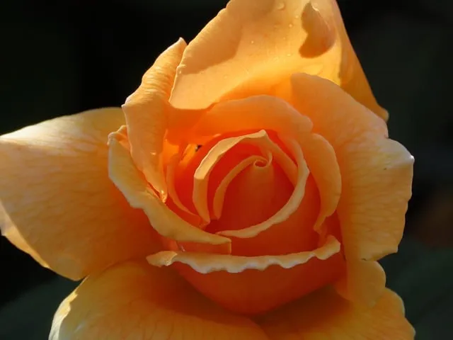 Free Orange Rose Rose photo and picture