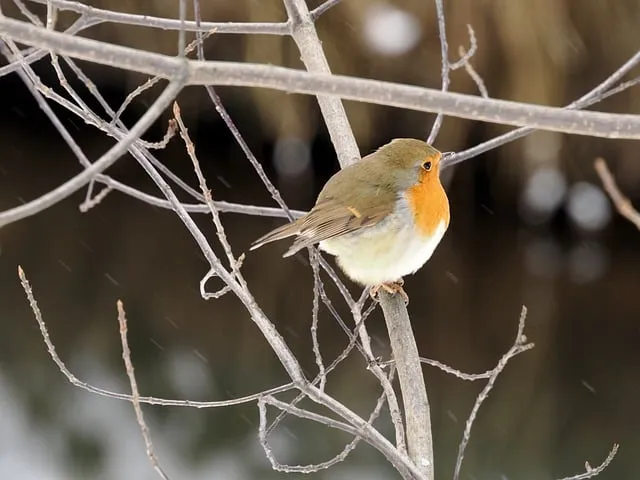 Free Robin European Robin photo and picture