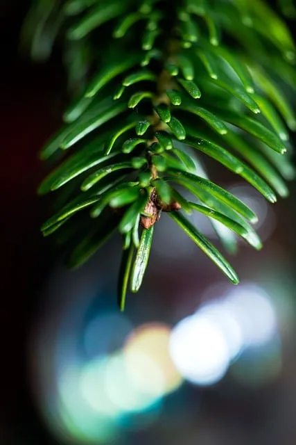 Free Branch Christmas photo and picture