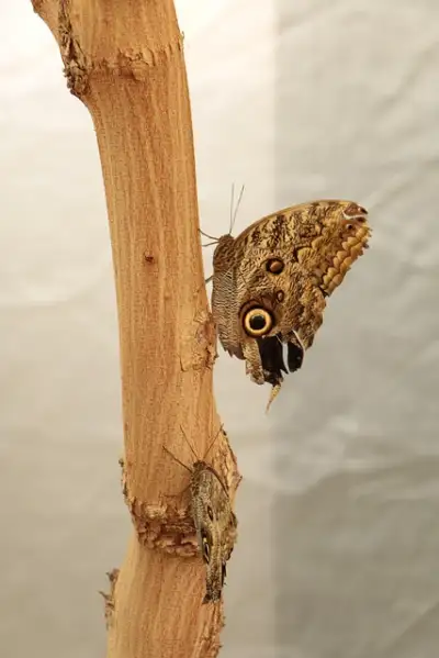 Free Drink Nature photo and picture