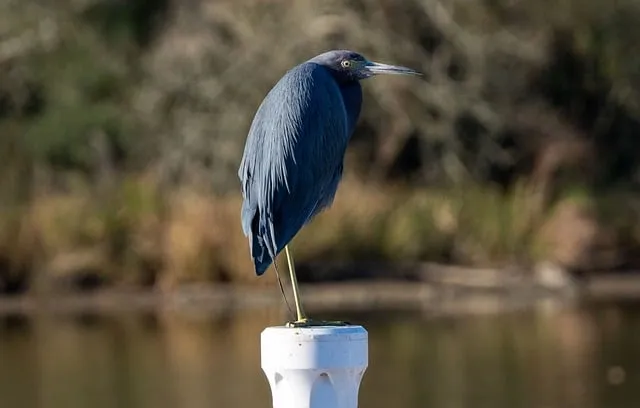 Free Little Blue Heron Bird photo and picture