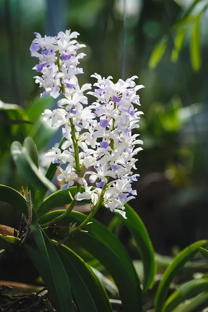 Free Natural Flower Background photo and picture