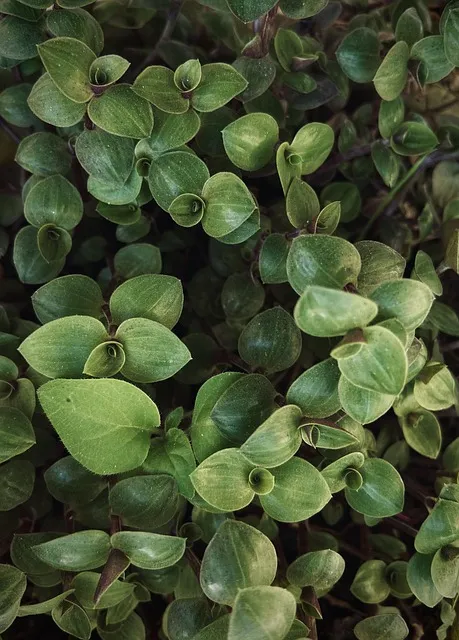 Free Green Nature photo and picture