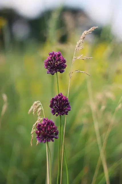 Free Wallpaper Floral Background photo and picture