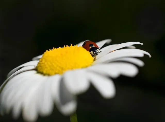 Free Ladybug Insect photo and picture