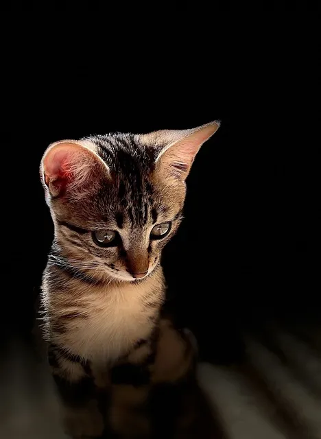 Free Kitten Ipad Wallpaper photo and picture
