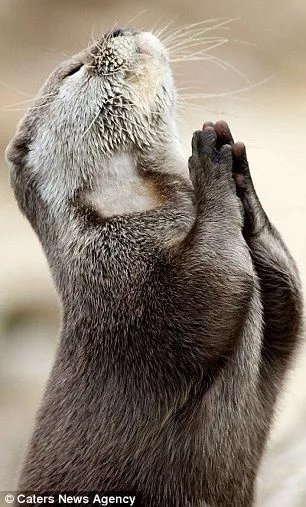 Dear God, please bring me a fish! Otter looks to the heavens and 'prays for food'