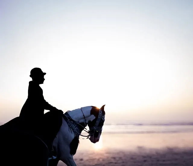 Free Outdoors Horse photo and picture