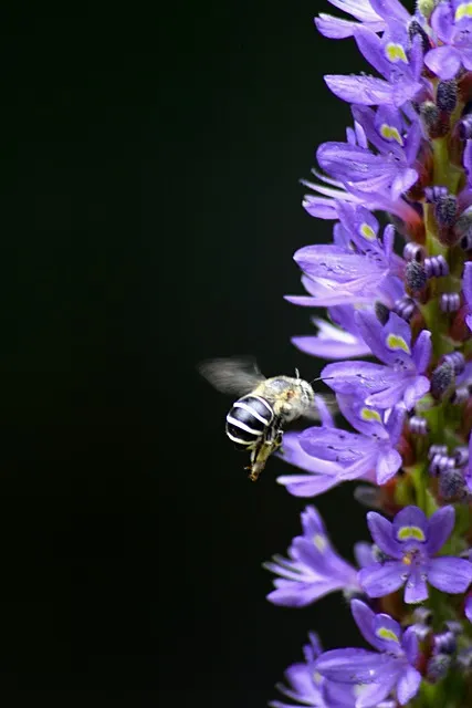 Free Flower Beautiful Wallpaper photo and picture