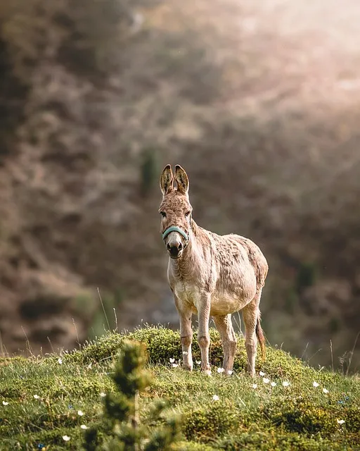 Free Donkey Animal photo and picture
