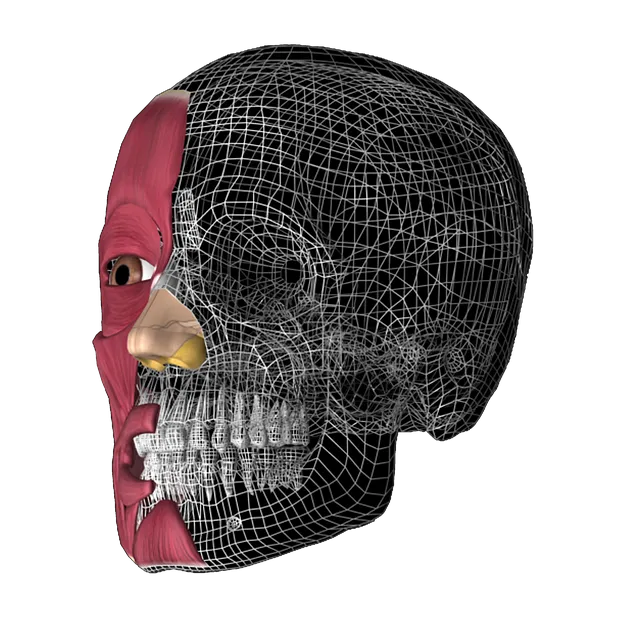 Free Skull 3D Anatomy illustration and picture