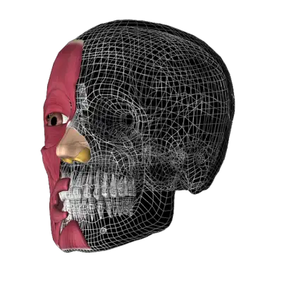 Free Skull 3D Anatomy illustration and picture