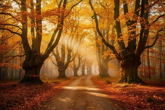 Free Forest Trees photo and picture