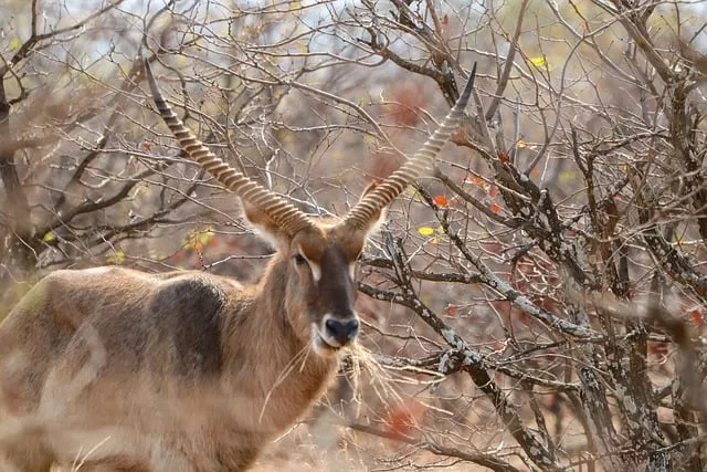 Free Waterbuck Antelope photo and picture