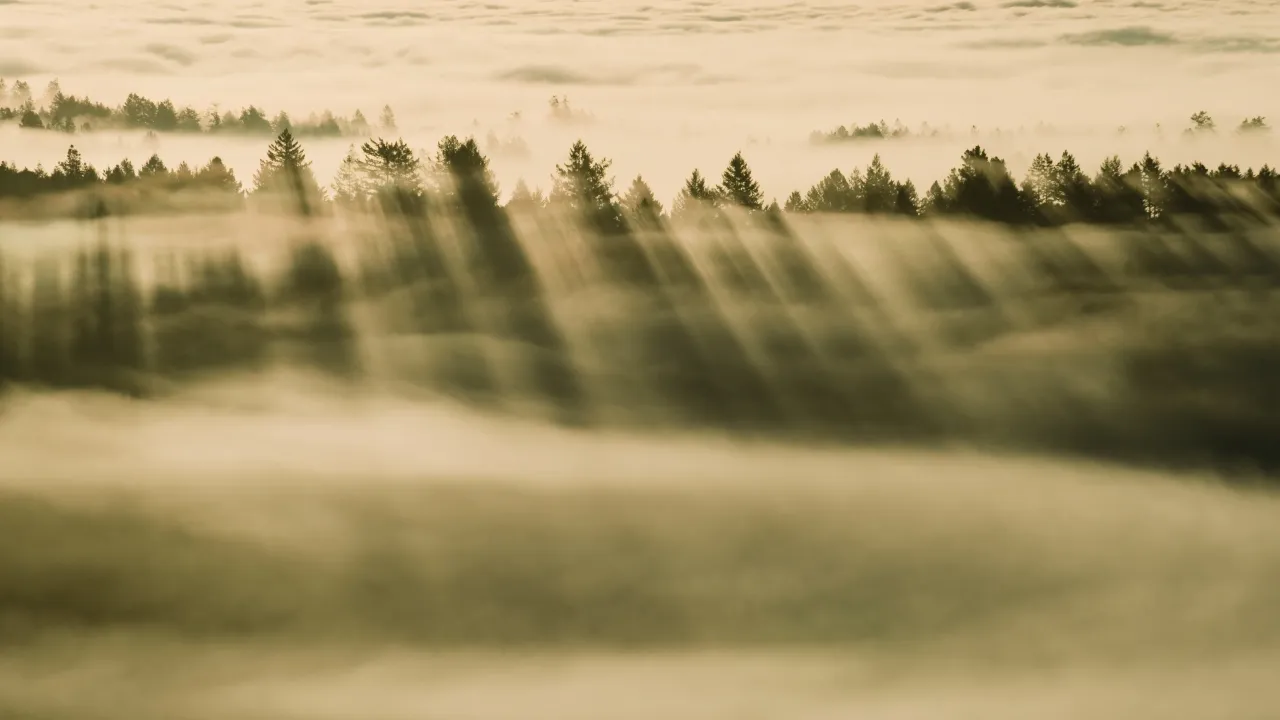 OS X Mavericks, Foggy forest, 5K, Sunrise, Trees, Sunlight, Mac OS X