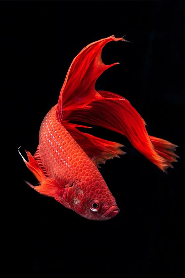 a red fish is swimming in the dark water