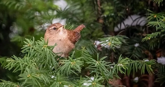 Free Bird Conifer photo and picture