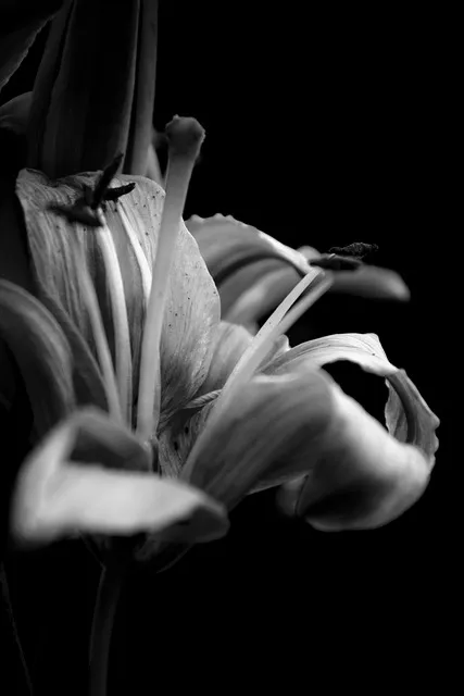 Free Flower Beautiful Wallpaper photo and picture