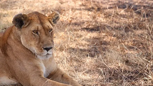 Free Africa Kenya photo and picture