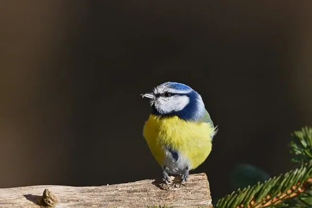 Free Blue Tit Bird photo and picture