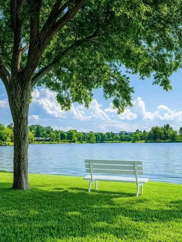 a white bench sitting under a tree next to a lake