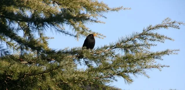 Free Winter Blackbird photo and picture