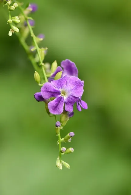 Free Çiçek Lock Screen Wallpaper photo and picture