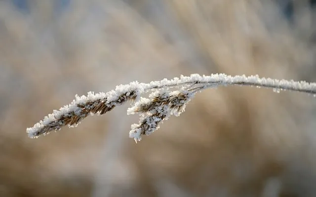Free Grasses Plant photo and picture
