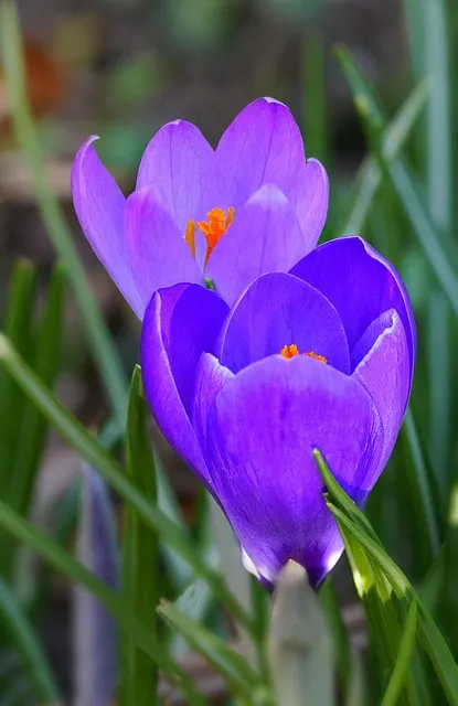 Free Purple Crocus Purple Flowers photo and picture