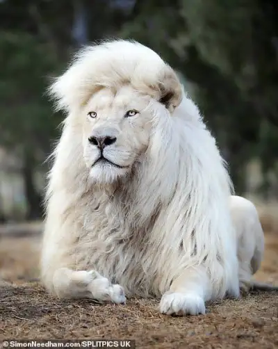 a white lion laying down on the ground