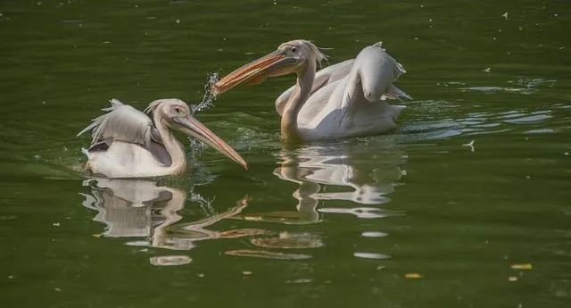 Free Pelican Waterfowl photo and picture