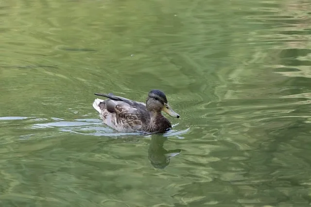 Free Mallard Bird photo and picture