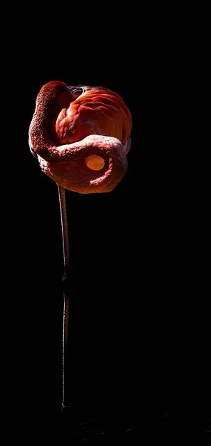 Free Flamingo Asia photo and picture