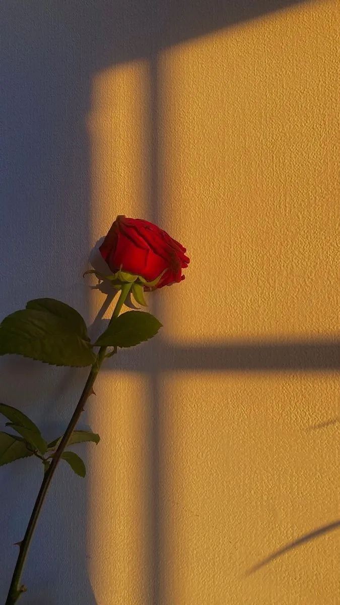 a single red rose sitting on top of a white wall next to a shadow from the sun