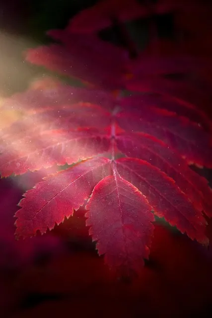 Free Leaves Samsung Wallpaper photo and picture