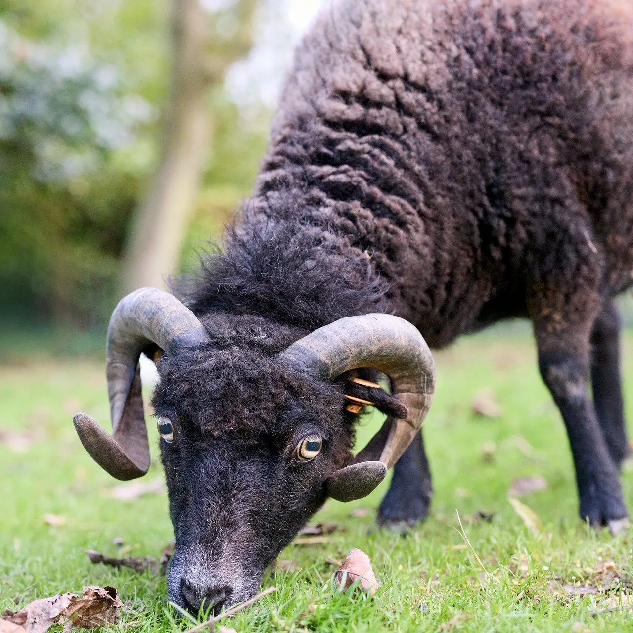 Free Ouessant Sheep photo and picture