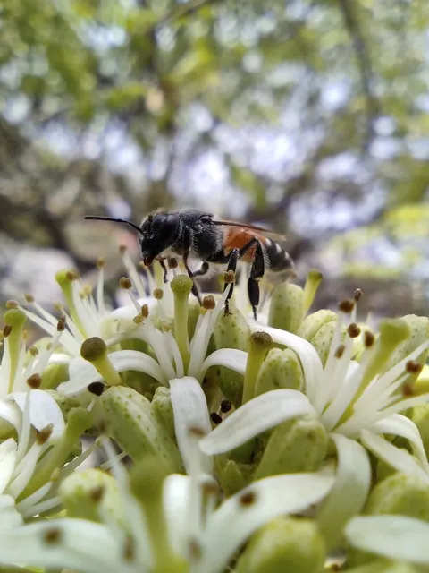 Free Honeybee Flower Background photo and picture