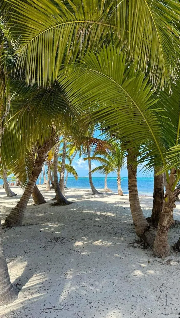 palm trees line the beach with blue water in the background