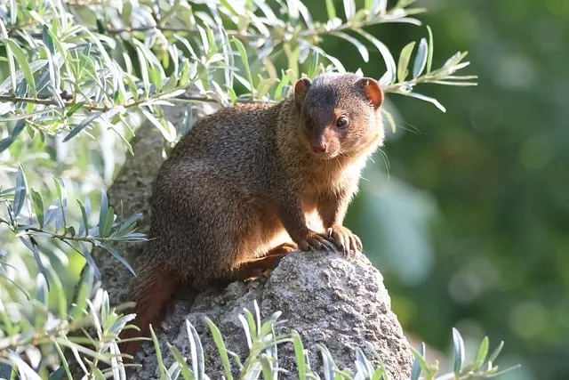 Free Mongoose Animal photo and picture