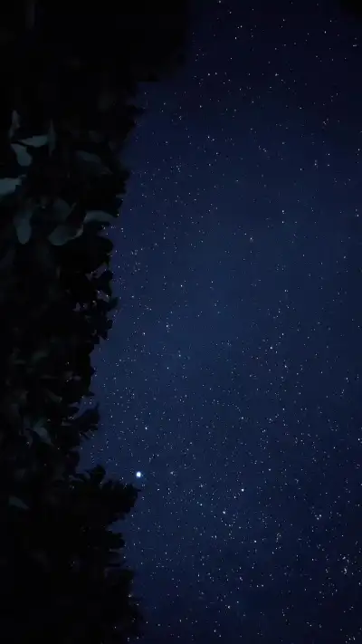 the night sky is filled with stars and trees