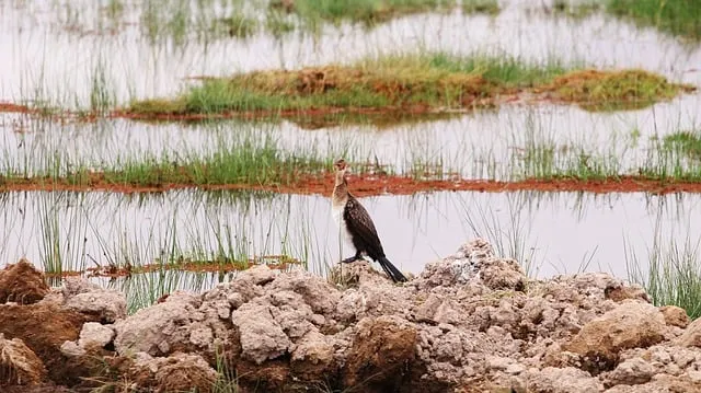 Free Cormorant Animal photo and picture