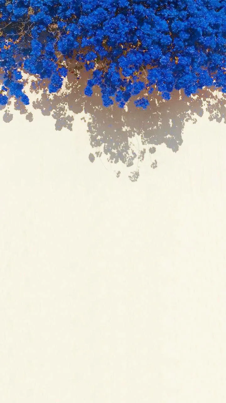 blue flowers on the ground in front of a white wall