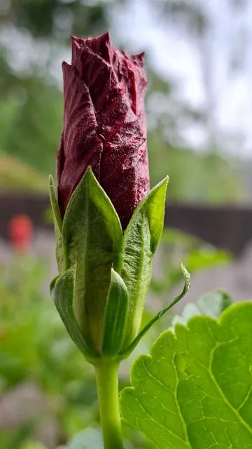 Free Bud Flower photo and picture