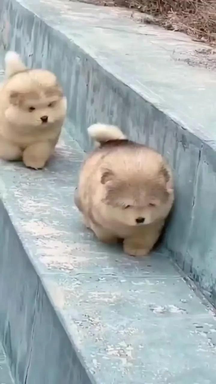 two small dogs sitting on top of cement benches next to each other in the snow